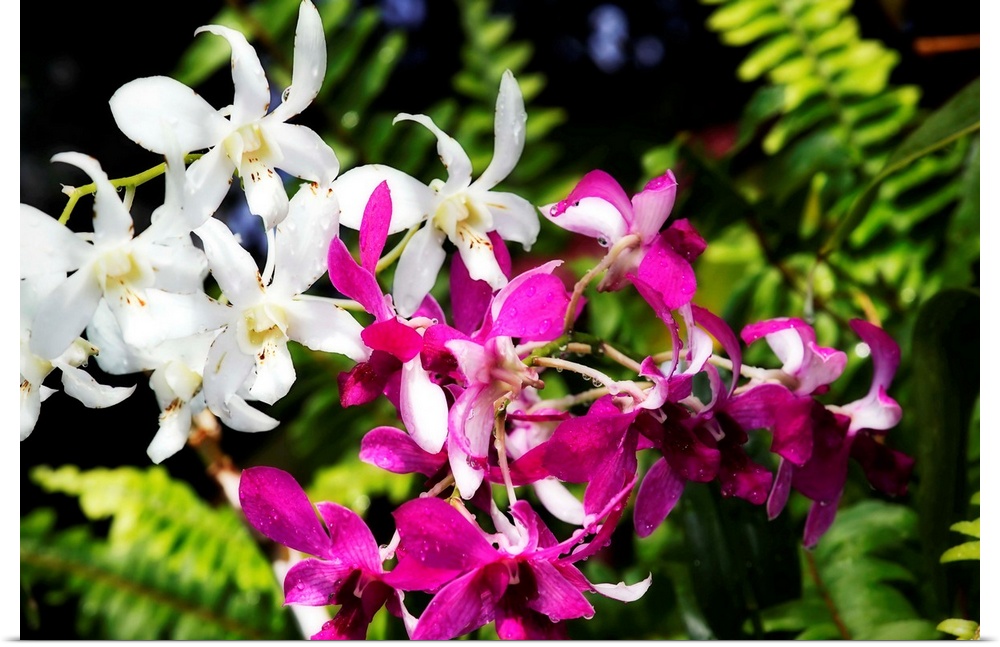 Vanda Orchids 2