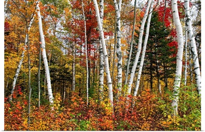 Vermont Birches