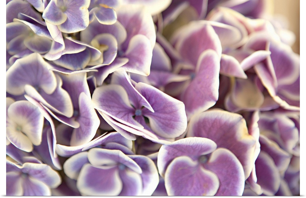 Close up of purple hydrangea leaves with white edges.
