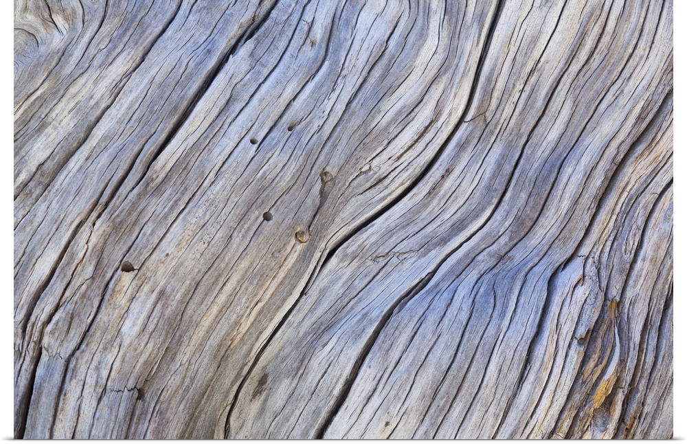 Close up photo of old grey bark, creating an abstract image.
