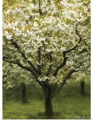 White Cherry Tree I