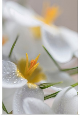 White Crocus Blossoms I