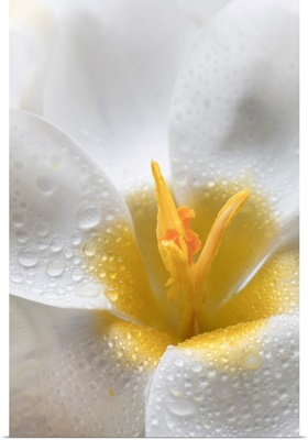 White Crocus Blossoms II
