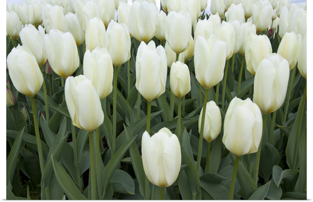 This large piece is a photograph taken of a cluster of blooming white tulips.