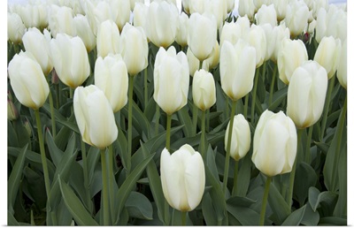 White Tulips I