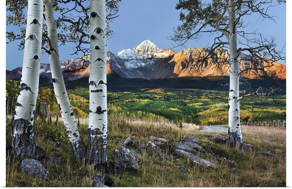 Wilson Peak in the Colorado Rockies near Telluride with fall colors and a foreground of white trunk aspen trees.
