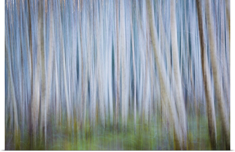 Blurred image of a forest of thin trees, creating an abstract image.