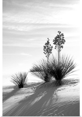 Yucca At White Sands II