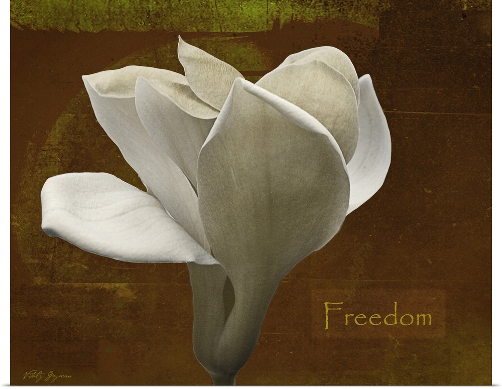 Docor perfect for the home of a large white tulip against a distressed brown background with the text "Freedom" written to...