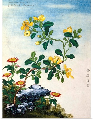 18Th-Century Chinese Watercolor Of Gold Thread Plant