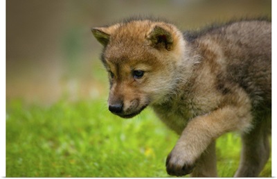 A baby wolf walking in mountain meadows