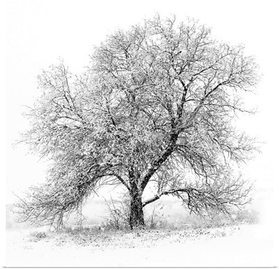 A black and white image of an old Black Willow standing alone in a blizzard
