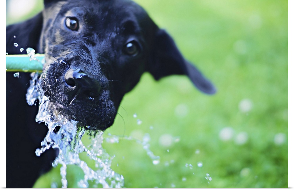 A black Labrador mix puppy dog drinks from a water hose; the water is spraying and splashing around her snout.