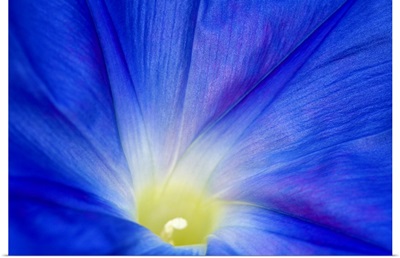 A blue morning glory flower