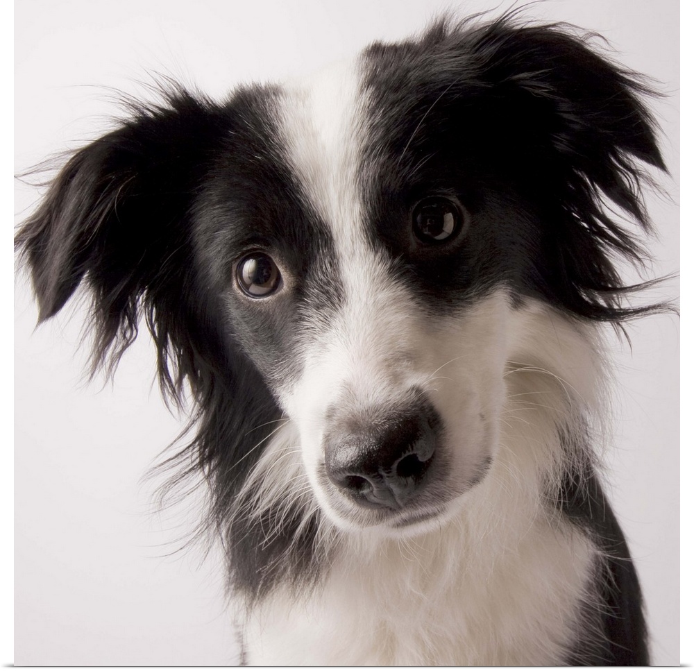 Portrait of a female Border Collie/ Australian Shepherd mix, 9-months-old (Canis lupis familiaris)