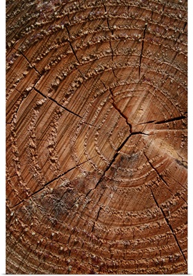 A close up of tree rings