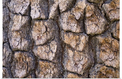 A closeup of the bark of a pine in Lassen NP.