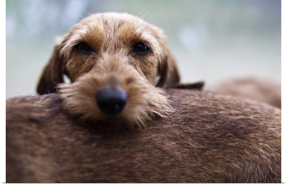 Portrait of a brown dachshund dog.