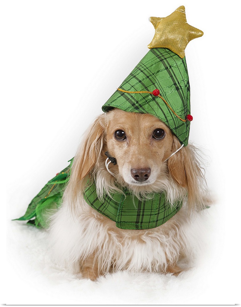 Longhaired miniature dachshund, blonde (English cream) wearing Christmas tree costume.