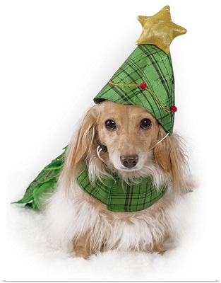 A Dashshund wearing a Christmas tree costume