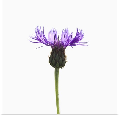 A delicate purple flower on a white background