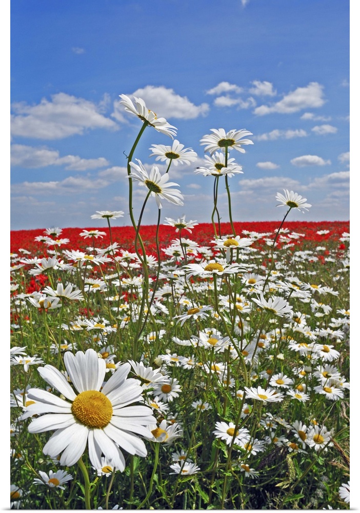 A farmland field of white ox-eyed daisies and red poppies
