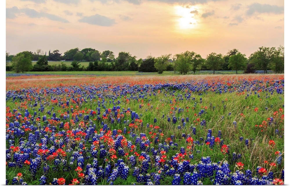 An open field at Old Settler's Park in Central Texas filled with Bluebonnets and Indian Paintbrushes. Shot during sunset w...