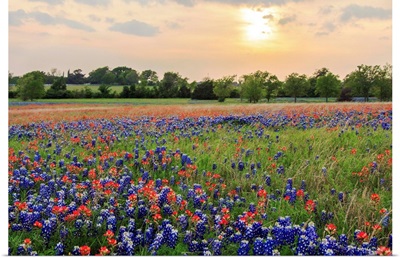 A Field Of Texas Wildflowers
