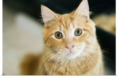 A fluffy orange cat with yellow eyes is looking at the camera.