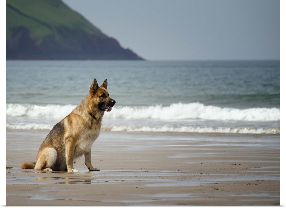 Five year old male German shepherd sitting on a beach waiting to be called. Croyde, North Devon, UK.