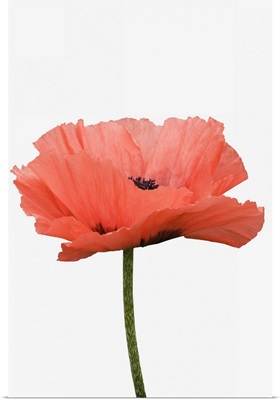 A giant pink poppy against white background