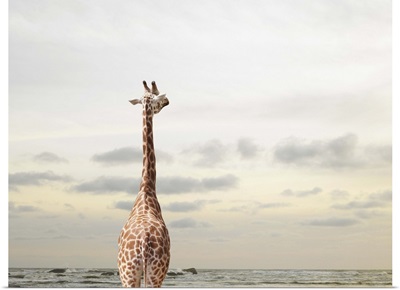 A giraffe looking at a view of the sea