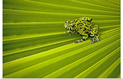A green amphibian with orange feet sits atop the green foliage of a palm plant
