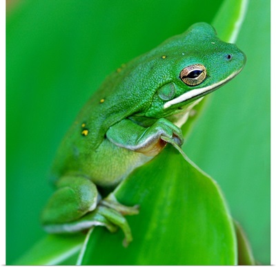 A green barking tree frog hangs on to the edge of a canna plant leaf