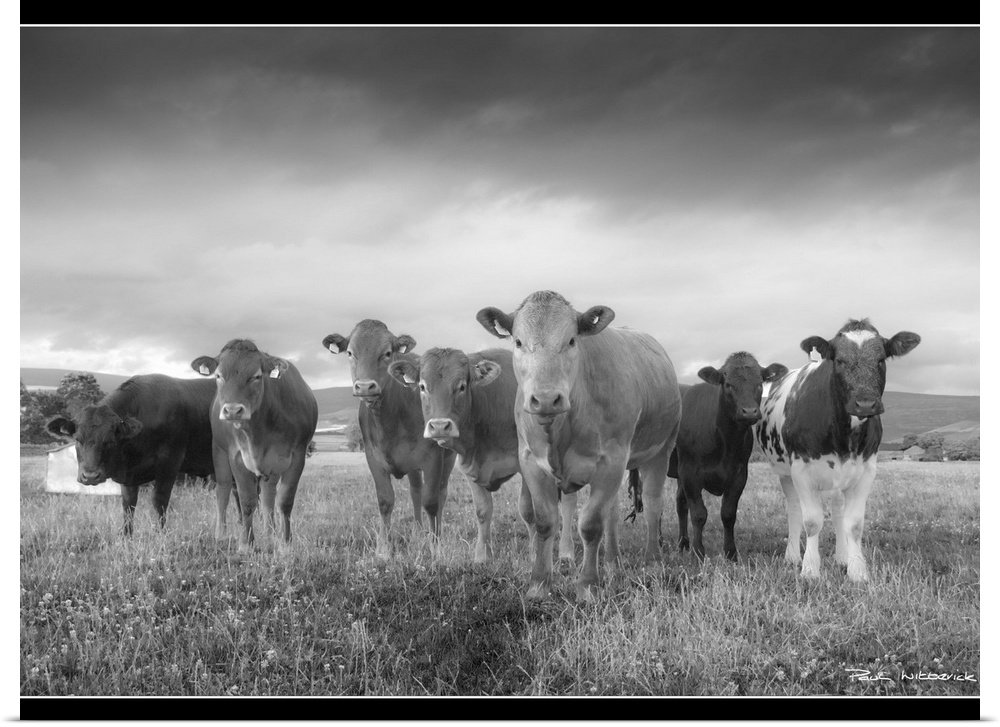 A herd of bullocks posing for a quick shot, Pennines in the background.