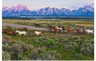 A herd of horses runs in front of the Grand Teton mountain range in rural Wyoming