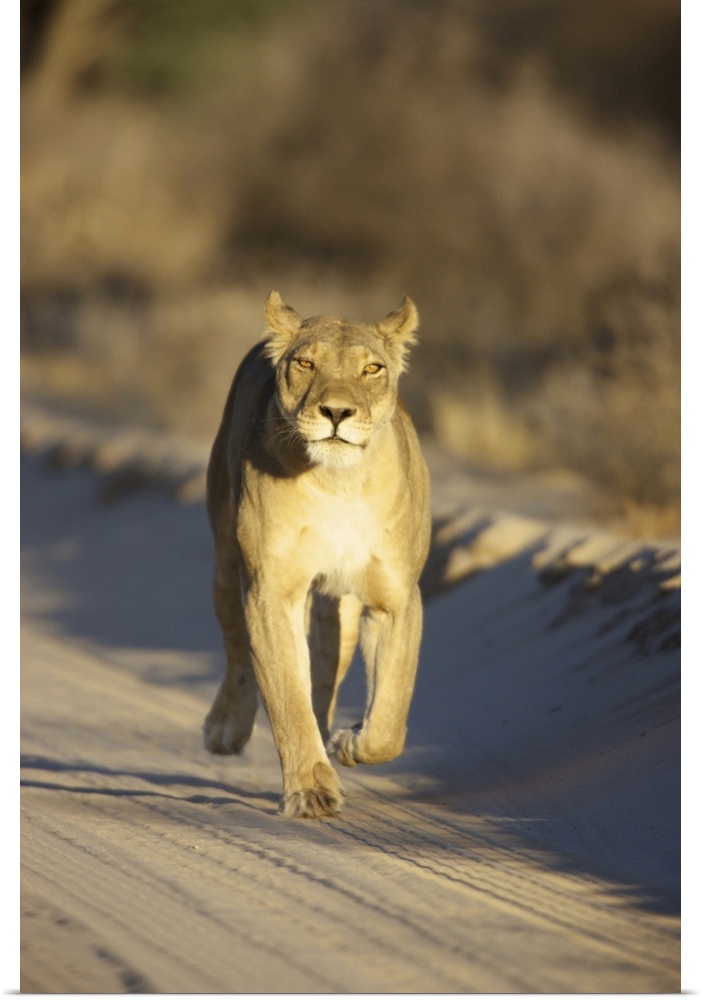 A Lioness walking towards the camera, Kgalagadi Transfrontier Park, Northern Cape Province, South Africa