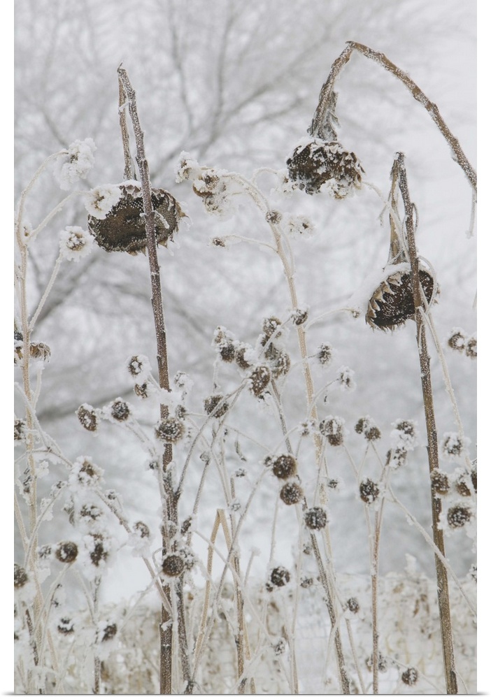 photograph of a number of flowers that have wilted due to cold and snow