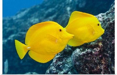 A Pair of Yellow Tangs swimming over a tropical coral reef.  Pacific Ocean, Hawaii, USA.