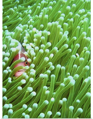 A pink skunk clownfish sneakily peeps through its magnificent sea anemone home