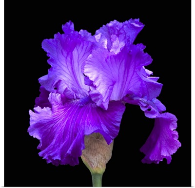 A purple iris against a black backdrop highlights its beauty