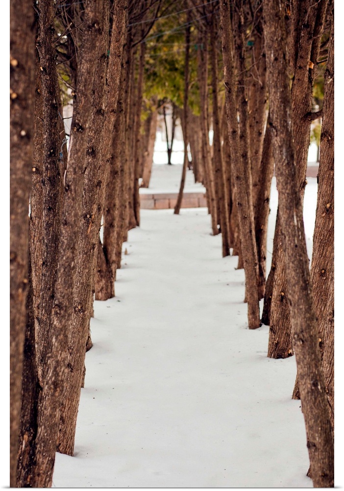 A lane created by trees outside in the snow during winter.
