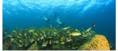 a school of fish underwater and two tourists scuba divers