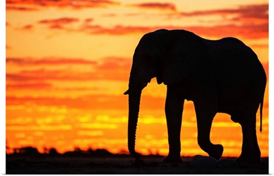 A Silhouette Of A Large Male African Elephant Against A Golden Sunset