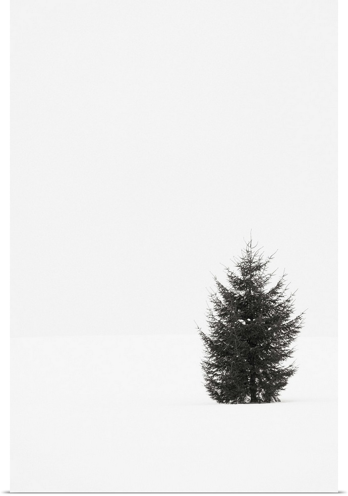 Black and white photograph of a single evergreen tree in a snowy field on an overcast day.
