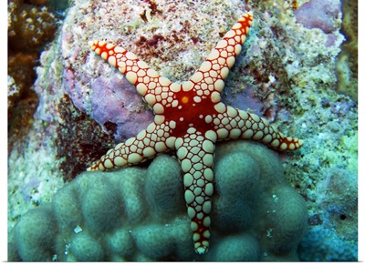 A starfish, the Maldives.