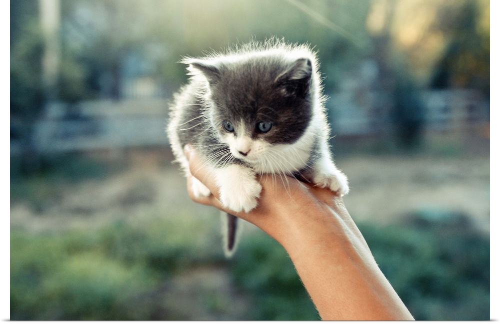 A three-week-old, blue-eyed kitten held in one hand.