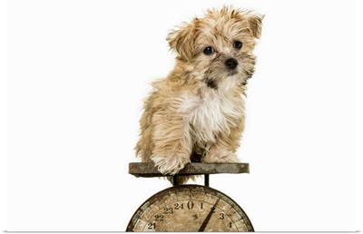 A tiny morkie dog on an antique scale