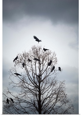 A tree in which many crows rest