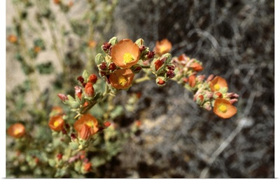 A wild desert flower in the Joshua Tree National Park.